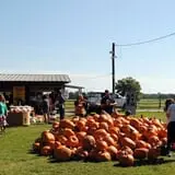 Old Time Christmas Tree Farm Pumpkin Patch photo