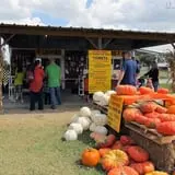 Old Time Christmas Tree Farm Pumpkin Patch photo
