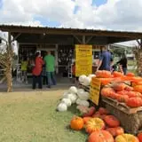 Old Time Christmas Tree Farm Pumpkin Patch photo