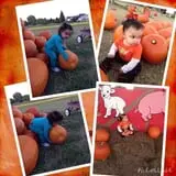 Old Time Christmas Tree Farm Pumpkin Patch photo