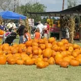 Old Time Christmas Tree Farm Pumpkin Patch photo