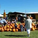 Old Time Christmas Tree Farm Pumpkin Patch photo
