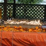 Old Time Christmas Tree Farm Pumpkin Patch photo