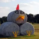 Old Time Christmas Tree Farm Pumpkin Patch photo