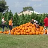 Old Time Christmas Tree Farm Pumpkin Patch photo