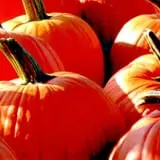 Meadowbrook Farm photo