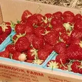 Meadowbrook Farm photo