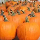 Meadowbrook Farm photo