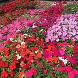 Meadowbrook Farm photo