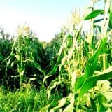Meadowbrook Farm photo