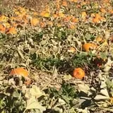 Grove City Gardens photo