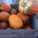 Grove City Gardens photo