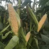Grove City Gardens photo