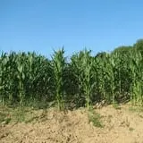 Dykeman Farm & Pumpkin Patch photo