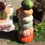 Dykeman Farm & Pumpkin Patch photo