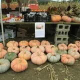 Dykeman Farm & Pumpkin Patch photo