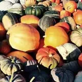 Dykeman Farm & Pumpkin Patch photo