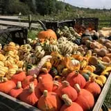 Dykeman Farm & Pumpkin Patch photo
