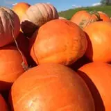 Dykeman Farm & Pumpkin Patch photo