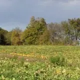 Dykeman Farm & Pumpkin Patch photo