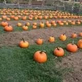 Dykeman Farm & Pumpkin Patch photo