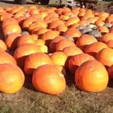 Dykeman Farm & Pumpkin Patch photo