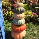 Dykeman Farm & Pumpkin Patch photo