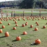Dykeman Farm & Pumpkin Patch photo