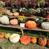 Dykeman Farm & Pumpkin Patch photo