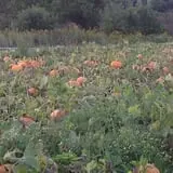 Dykeman Farm & Pumpkin Patch photo