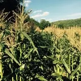 Dykeman Farm & Pumpkin Patch photo