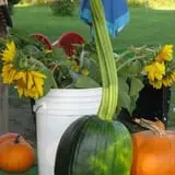 Dykeman Farm & Pumpkin Patch photo