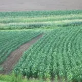 Dykeman Farm & Pumpkin Patch photo