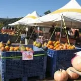 Dykeman Farm & Pumpkin Patch photo