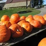 Dykeman Farm & Pumpkin Patch photo
