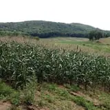 Dykeman Farm & Pumpkin Patch photo