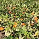 Dykeman Farm & Pumpkin Patch photo