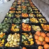 Dykeman Farm & Pumpkin Patch photo