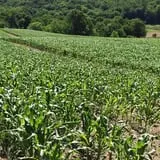 Dykeman Farm & Pumpkin Patch photo