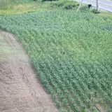 Dykeman Farm & Pumpkin Patch photo