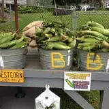 Dykeman Farm & Pumpkin Patch photo