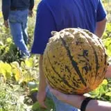 Dykeman Farm & Pumpkin Patch photo