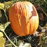 Dykeman Farm & Pumpkin Patch photo