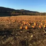 Dykeman Farm & Pumpkin Patch photo