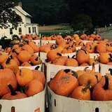 Dykeman Farm & Pumpkin Patch photo