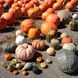 Dykeman Farm & Pumpkin Patch photo