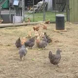 Dykeman Farm & Pumpkin Patch photo