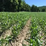 Dykeman Farm & Pumpkin Patch photo