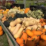 Dykeman Farm & Pumpkin Patch photo
