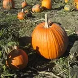 Cedar Circle Farm photo